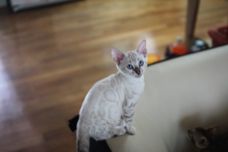 스노우 뱅갈고양이,실버 뱅갈고양이,브라운 뱅갈고양이 꼬맹이들~ 관련 이미지 5