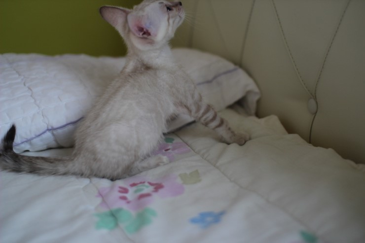 실링스 뱅갈고양이 키퍼 여아 입니다^^ 관련 이미지 5