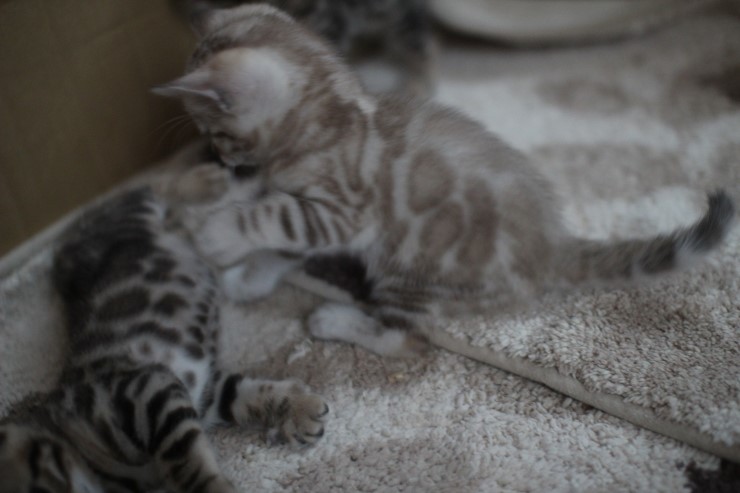 뱅갈고양이 6남매 꼬맹이들~ 관련 이미지 11