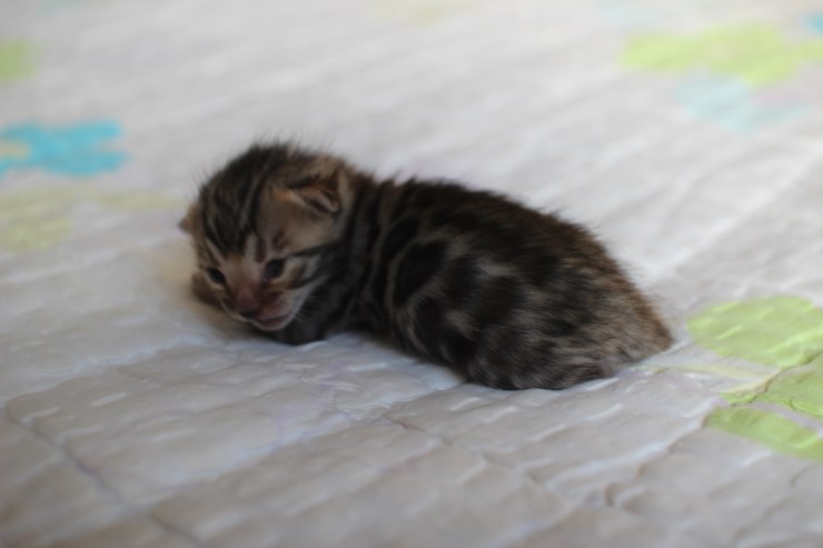 뱅갈고양이 꼬물이 여아 두아이 예약 분양 해요~ 관련 이미지 19