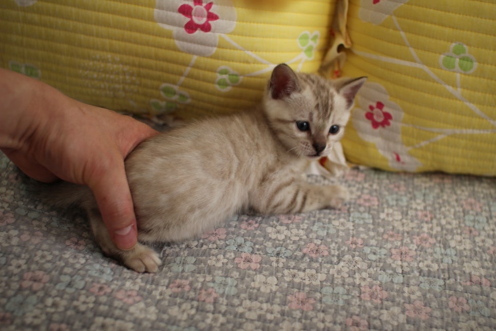 스노우뱅갈고양이 남아 분양해요~ 관련 이미지 5