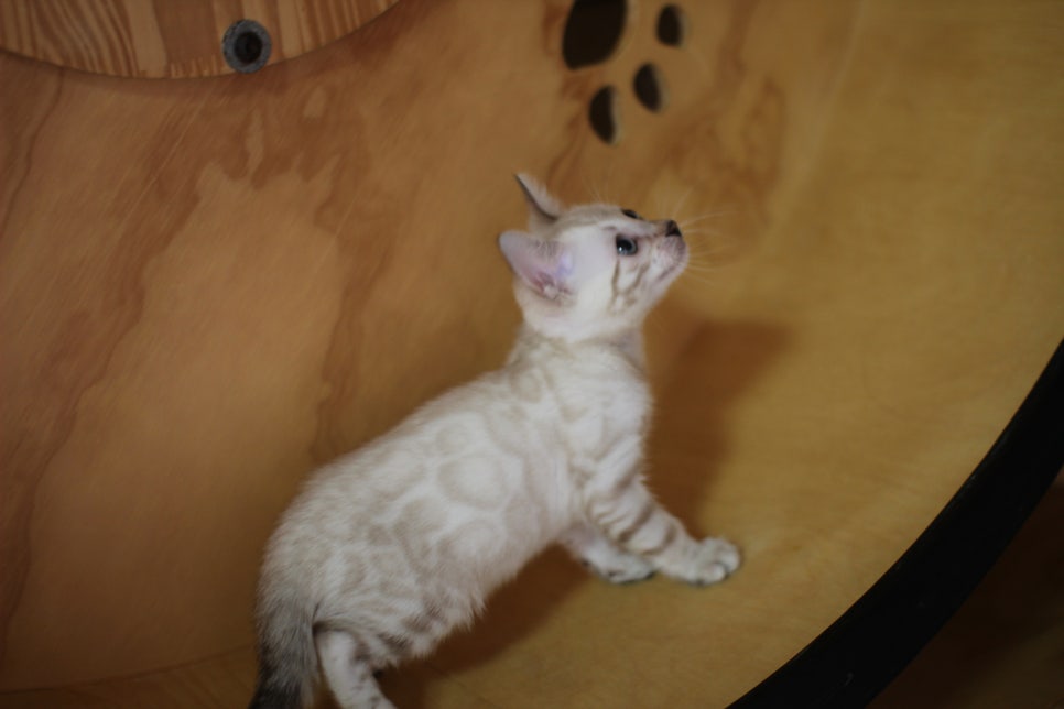 뱅갈고양이분양 무늬와 건강이 최고 관련 이미지 18