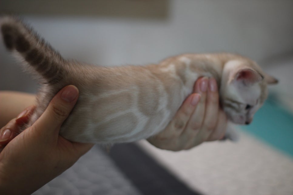 성격 최고 어메이징 스노우뱅갈고양이 꼬맹이~ 관련 이미지 5