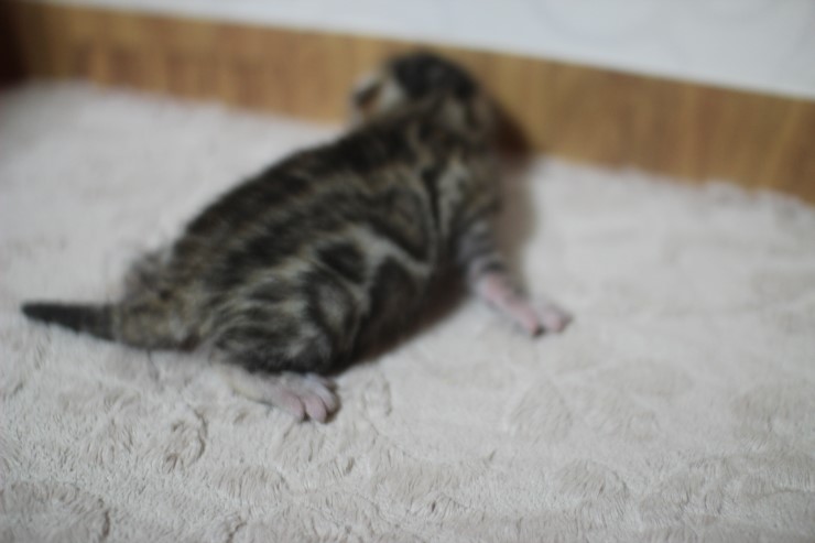 뱅갈고양이 예약된 여아예요~ 관련 이미지 4