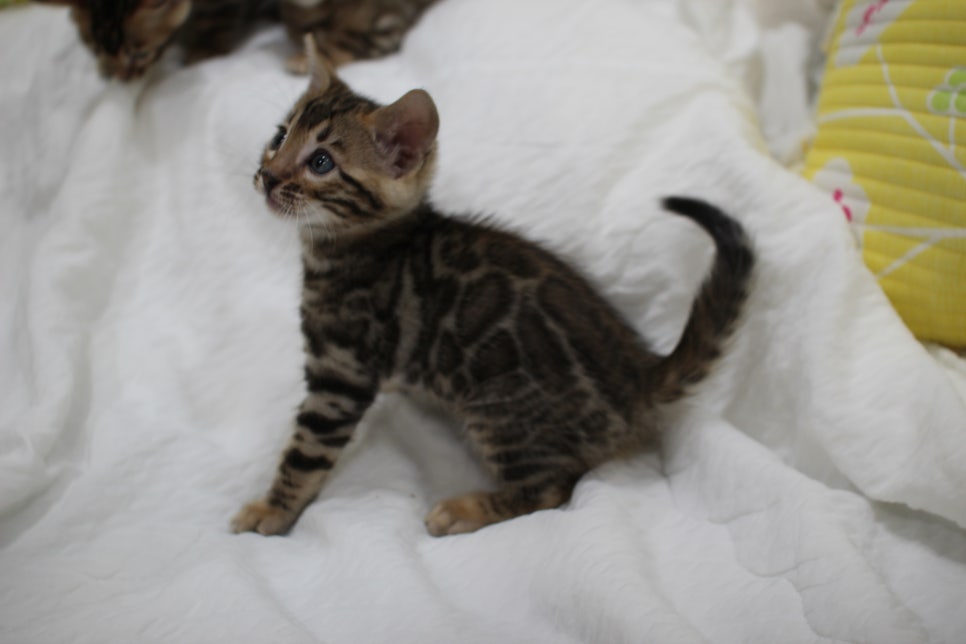 뱅갈고양이 남아3 분양해요~ 관련 이미지 12