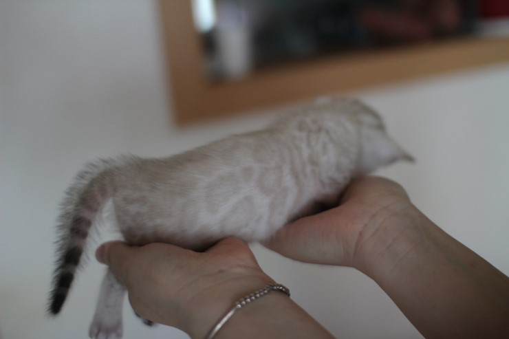 스노우뱅갈고양이 분양 너무 이쁘다고 놀라지 마세요 관련 이미지 17