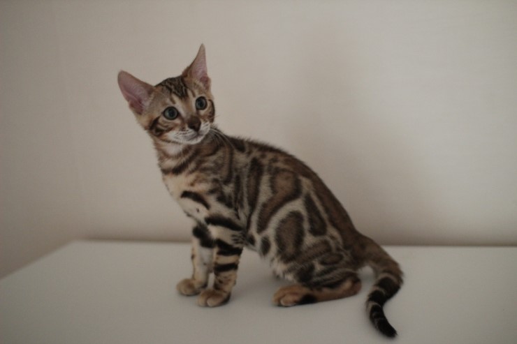 오늘 해외로 가는 뱅갈고양이 레모나예요~ 관련 이미지 1