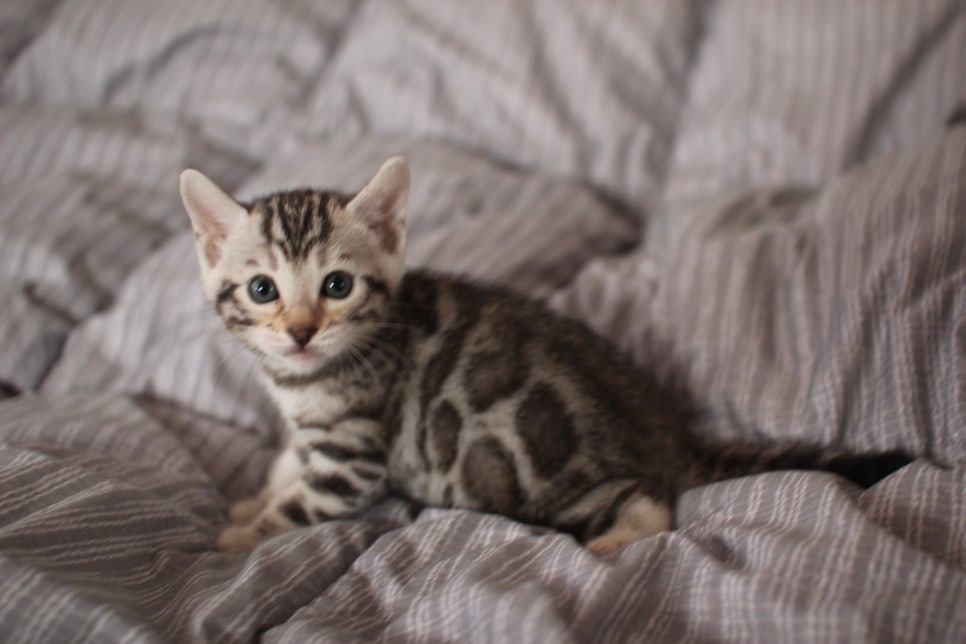 실버뱅갈고양이 여아 분양해요! 관련 이미지 7