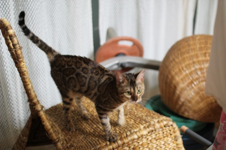 뱅갈고양이 여아 리엔과 영웅이예요~ 관련 이미지 2