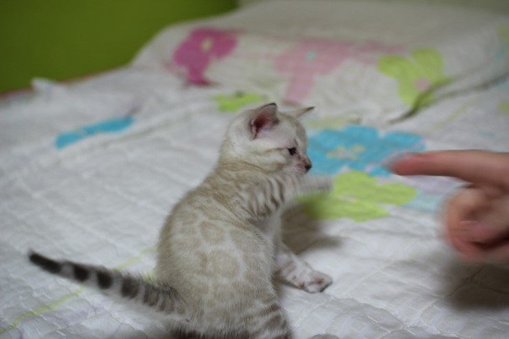 실링스 스노우 뱅갈고양이 남아예요~ 관련 이미지 9