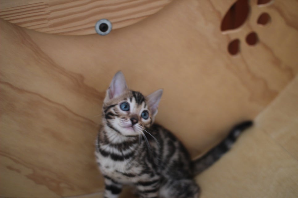 뱅갈고양이분양 사랑스러운 개냥이들~ 관련 이미지 11