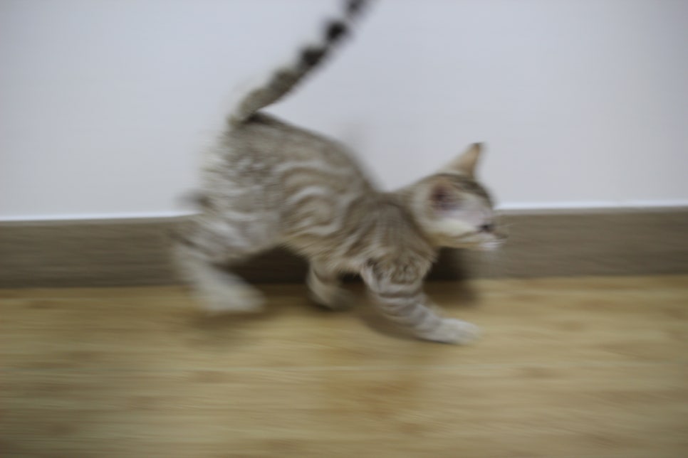 실밍크 뱅갈고양이 키퍼 여아 재롱 관련 이미지 1