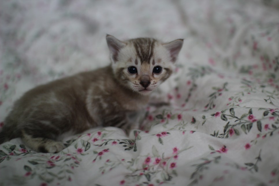 포동포동 성격좋은 건강한 실밍크뱅갈고양이 남아 분양해요~ 관련 이미지 2