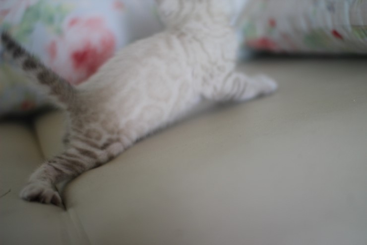 스노우 뱅갈고양이 흰둥이 예약 분양 합니다~ 관련 이미지 7