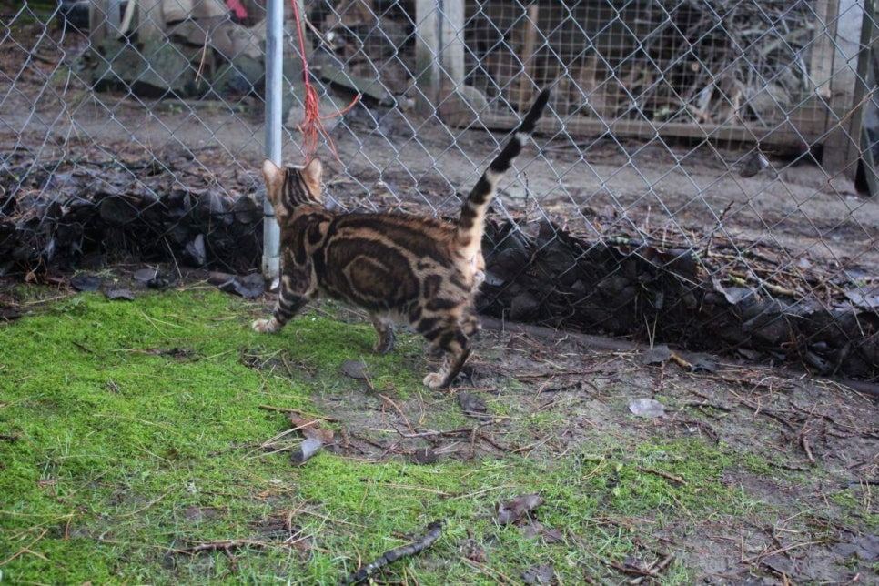 캐나다 야생 브라운 뱅갈고양이 ㅎㅎ~ 관련 이미지 7