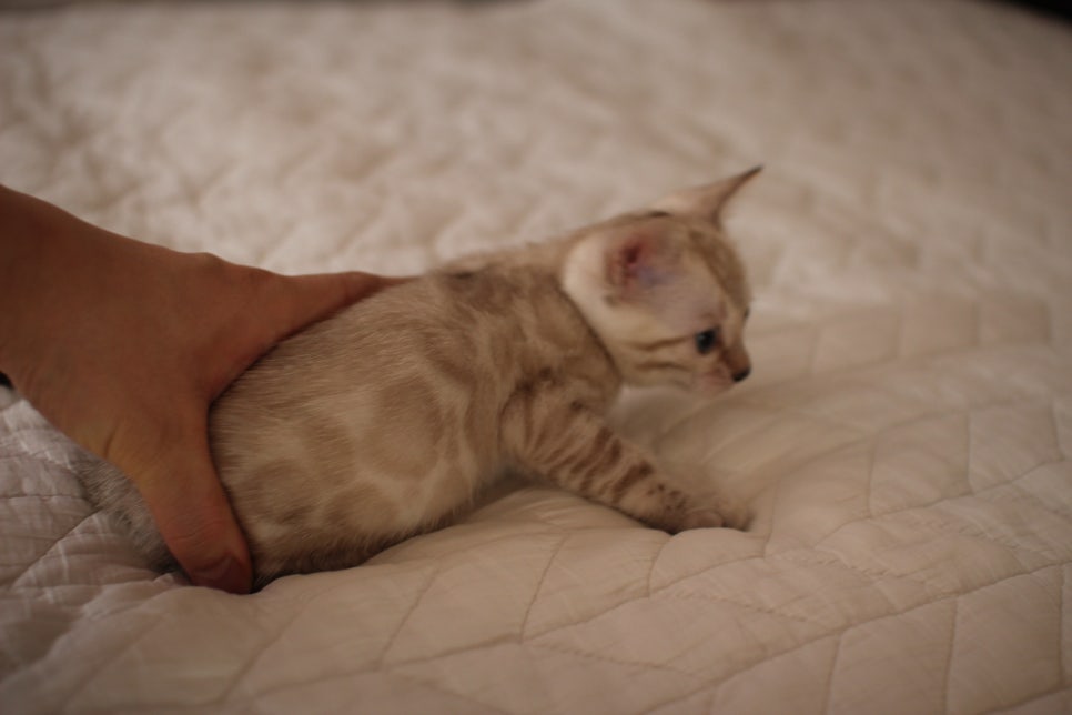 분양중인 뱅갈고양이 브라운 남아,스노우 여아예요~ 관련 이미지 20