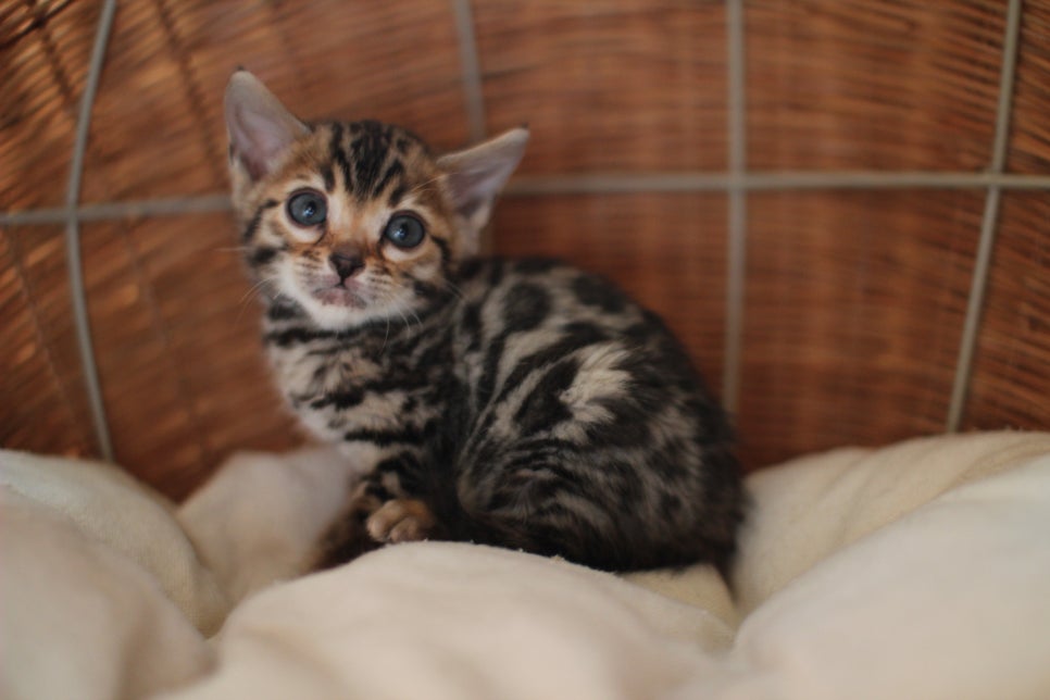 뱅갈고양이분양 환경좋은 홈캐터리에서 받으세요^^ 관련 이미지 8