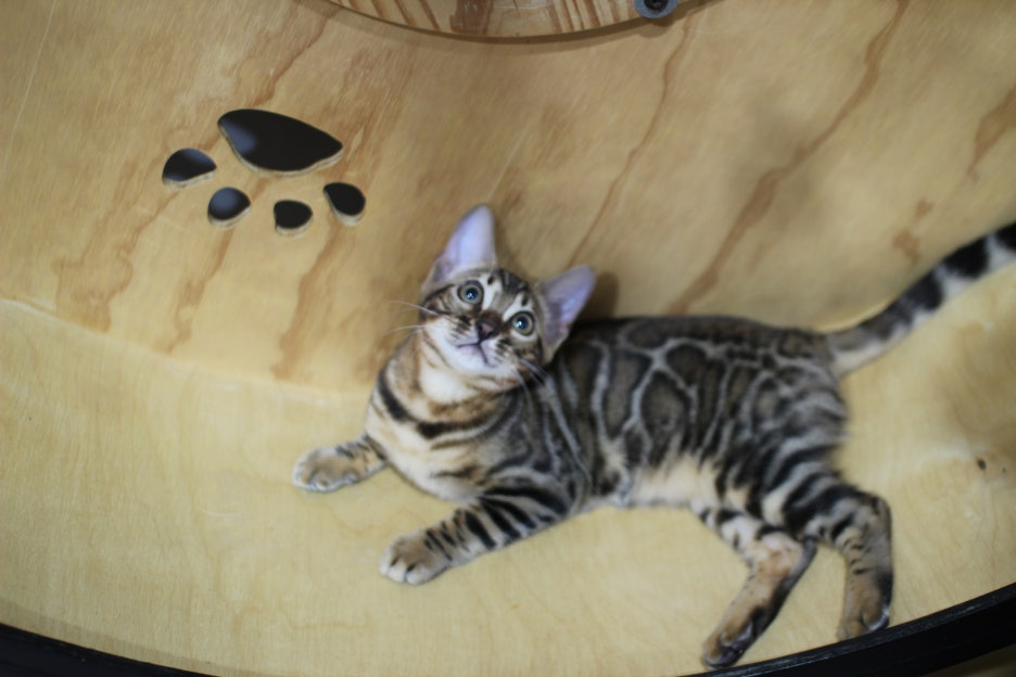 엄청난 개냥이 뱅갈고양이 여아 분양해요^^ 관련 이미지 4