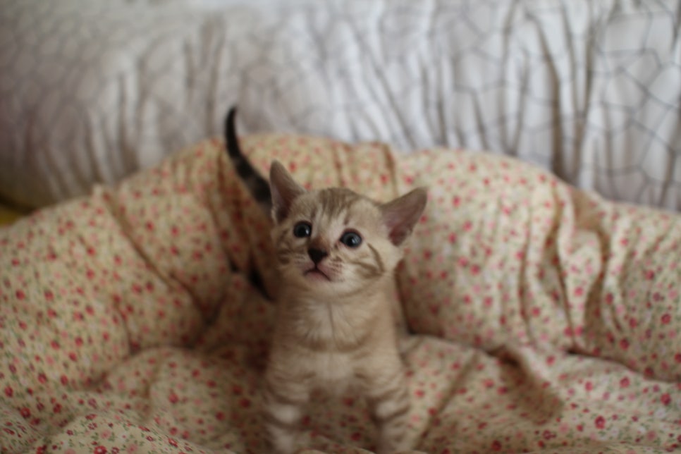 실밍크 뱅갈고양이 여아 분양 합니다~ 관련 이미지 1