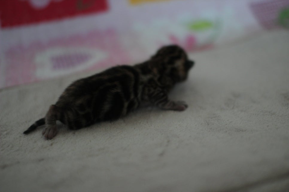 빅클라우드 로젯 브라운 뱅갈고양이 삼형제 입니다~ 관련 이미지 5