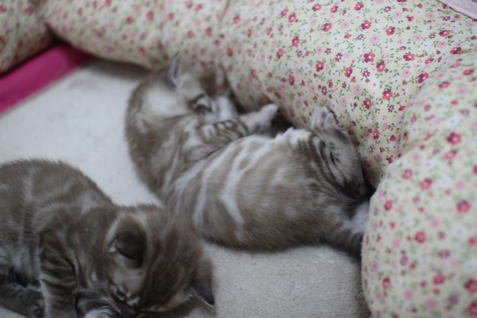 밍크차콜,밍크 뱅갈고양이 꼬맹이들 앙증맞은 모습~ 관련 이미지 4