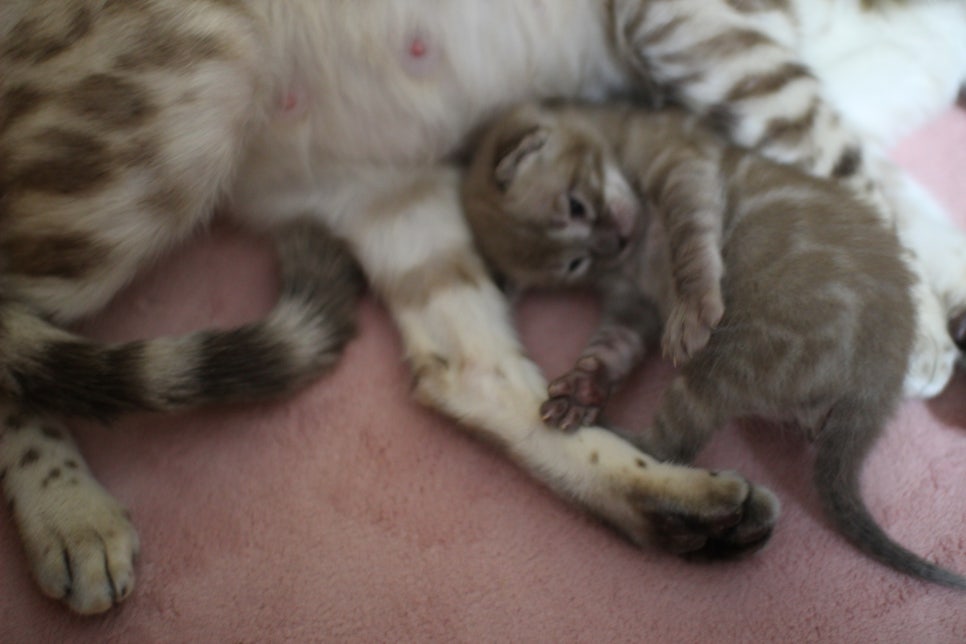 밍크차콜 뱅갈고양이 꼬물이에 사랑스러운 모습~ 관련 이미지 7