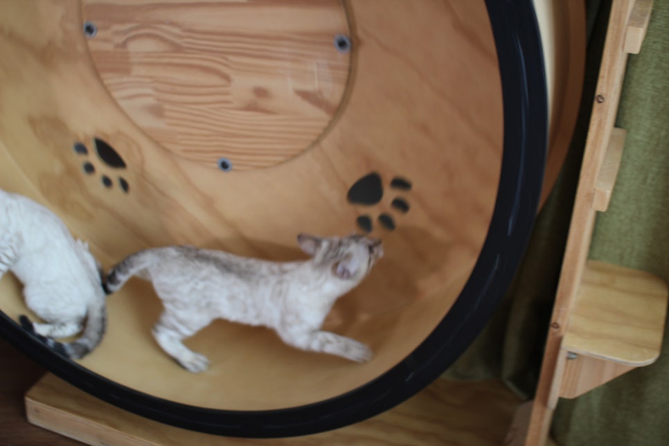 분양중인 스노우뱅갈고양이 남매예요~ 관련 이미지 18