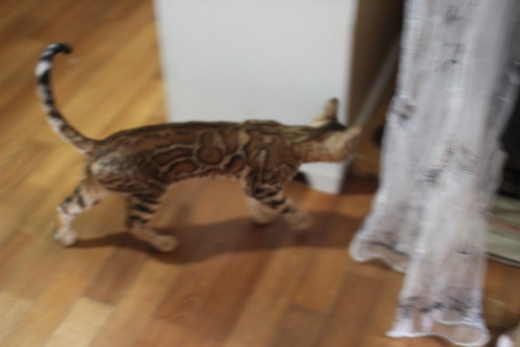 소유캐터리 종묘인 뱅갈고양이 여아 스텔라예요~ 관련 이미지 3