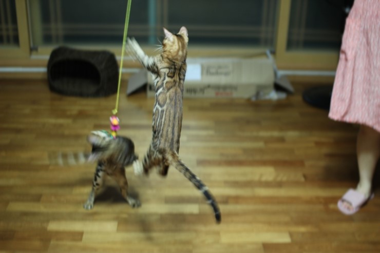 뱅갈고양이 아이들 신나게 노는 아이들~ 관련 이미지 14