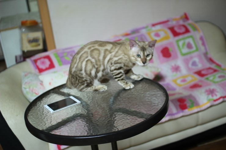 실밍크 뱅갈고양이 킹이예요~~ 관련 이미지 30