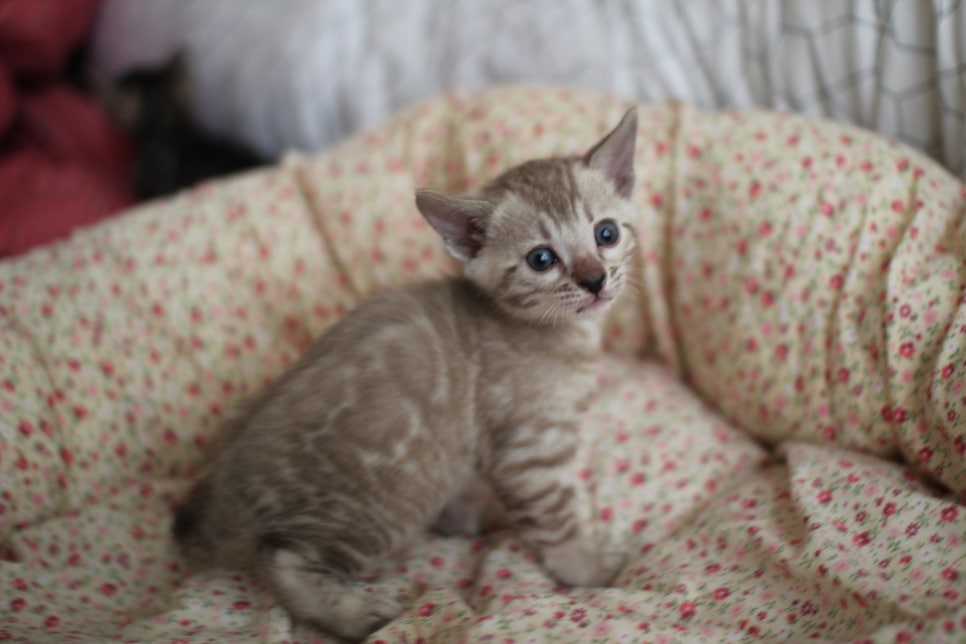 실밍크 뱅갈고양이 여아 분양 합니다~ 관련 이미지 6