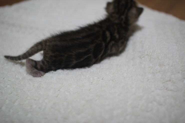 브라운 뱅갈고양이 꼬물이 남아예요~ 관련 이미지 7