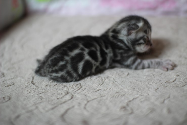 실버뱅갈고양이 꼬물이들 탄생 샤샤샷 관련 이미지 4