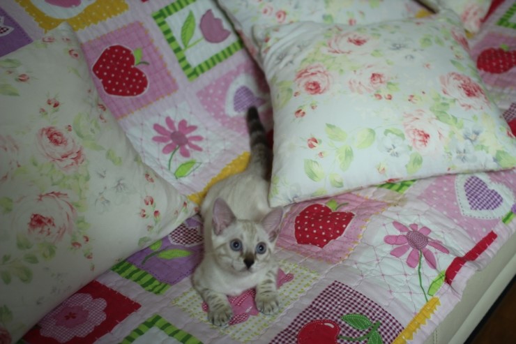 스노우뱅갈고양이 여아들 이쁘고 건강히 성장하고 있어요~ 관련 이미지 7