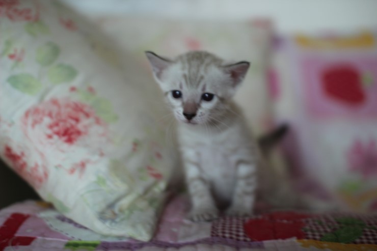 스노우뱅갈고양이 분양 너무 이쁘다고 놀라지 마세요 관련 이미지 12
