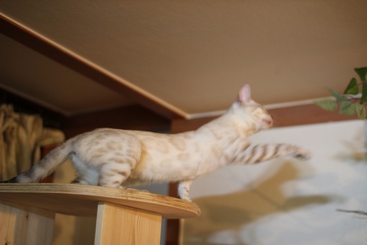 뱅갈아이들~ 관련 이미지 4