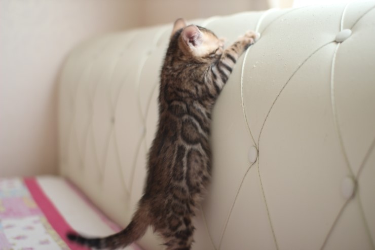 빅로젯 뱅갈고양이 남아1 많이 컸어요~ 관련 이미지 3