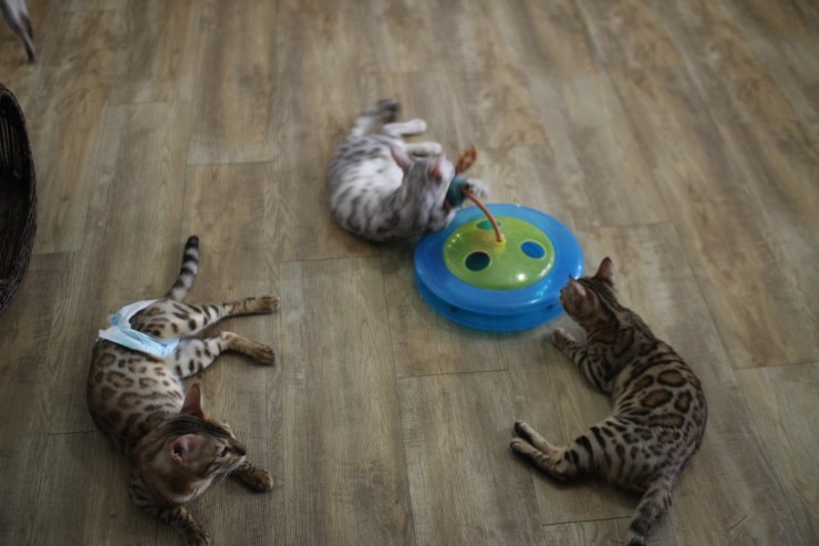 뱅갈고양이,실버뱅갈고양이,장난감 쟁탈전~~~ 관련 이미지 7