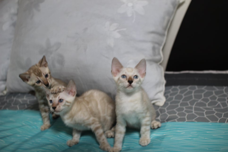 스노우뱅갈고양이 삼남매 안방에서 한컷~ 관련 이미지 7