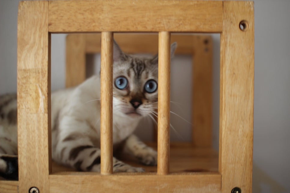 스노우뱅갈고양이 이브~ 관련 이미지 1