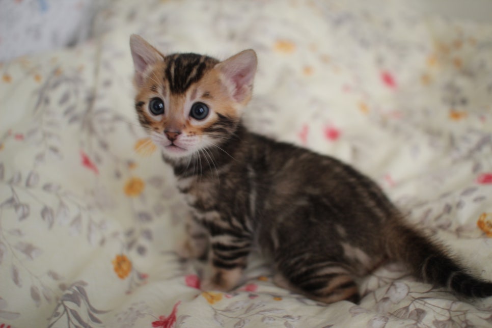뱅갈고양이 꼬맹이 하루하루 쑥쑥 멋지게 성장중~ 관련 이미지 16