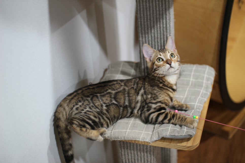 뱅갈고양이 분양 멋진 큰 무늬 아이 관련 이미지 1