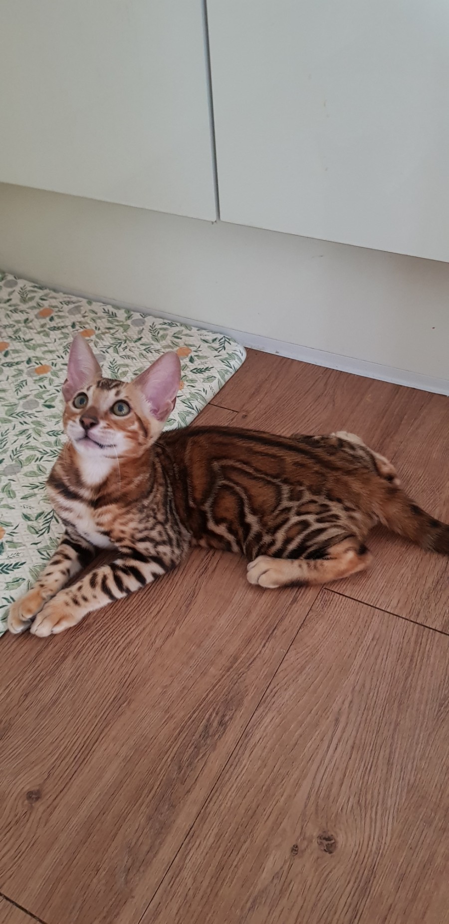 에너지가 넘치는 뱅갈고양이 레드향군~ 관련 이미지 3