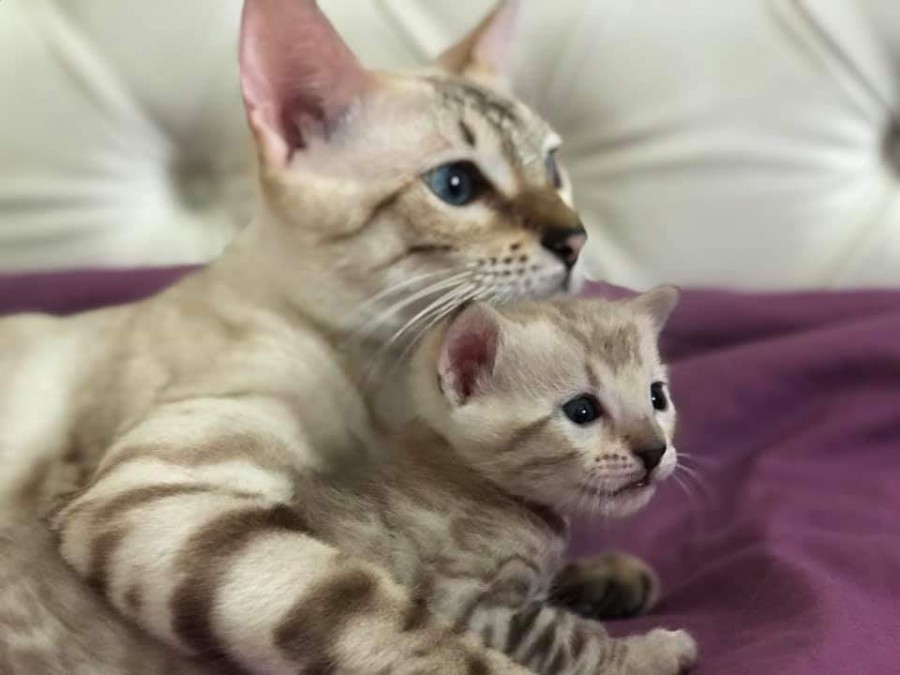 이쁜 고양이들 사진~ 관련 이미지 2