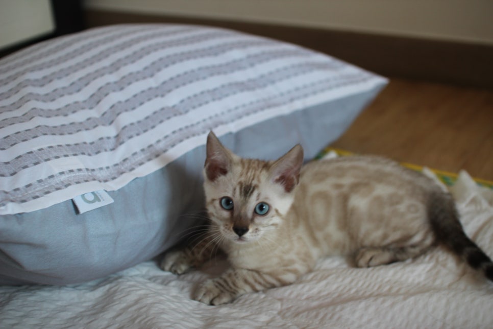 스노우뱅갈고양이 남아 재롱잔치 ㅎㅎ 관련 이미지 1