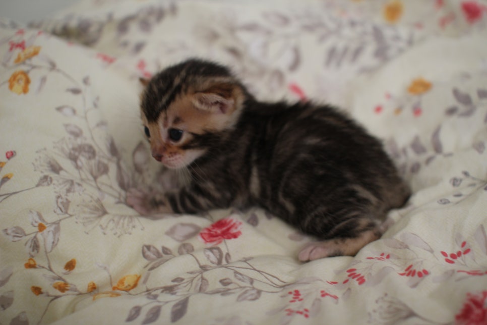 아가 뱅갈고양이 벌써부터 개냥이에 모습이~ 관련 이미지 16