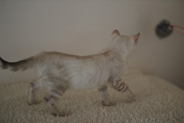 클라우드 로젯 실링스 뱅갈고양이 키퍼 여아 입니다~~ 관련 이미지 5