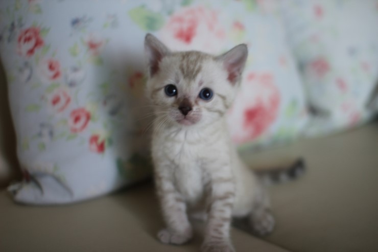 스노우 뱅갈고양이 흰둥이 예약 분양 합니다~ 관련 이미지 10