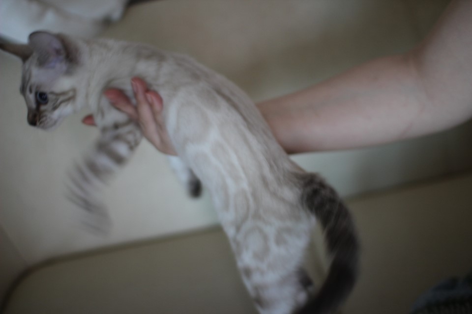 뱅갈고양이 빅로젯이란 이런것! 관련 이미지 28