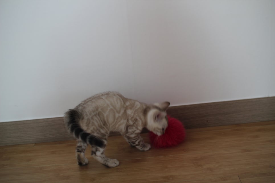 스노우뱅갈고양이 킹군이 숨바꼭질 놀이중 관련 이미지 9